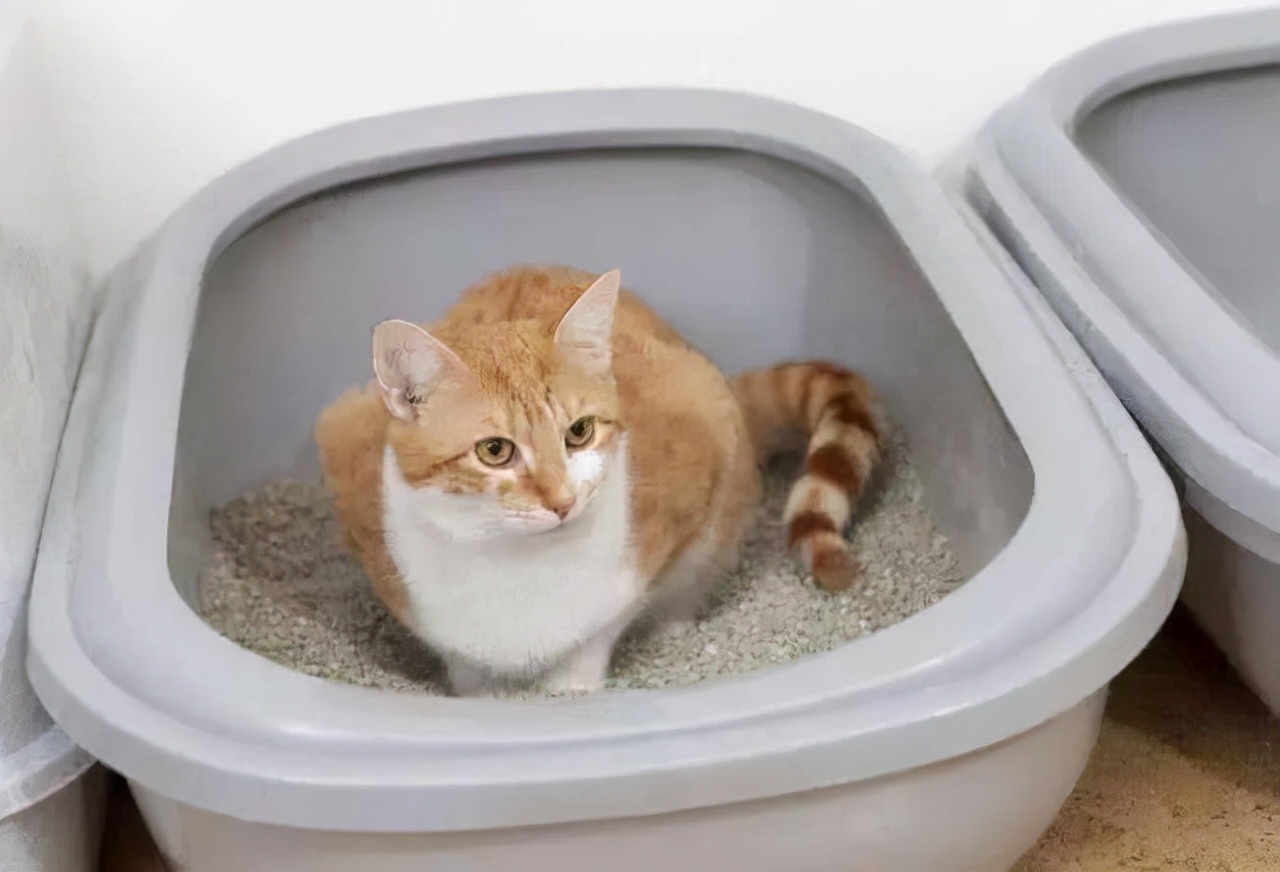 Do cats even eat their own poop? iNEWS