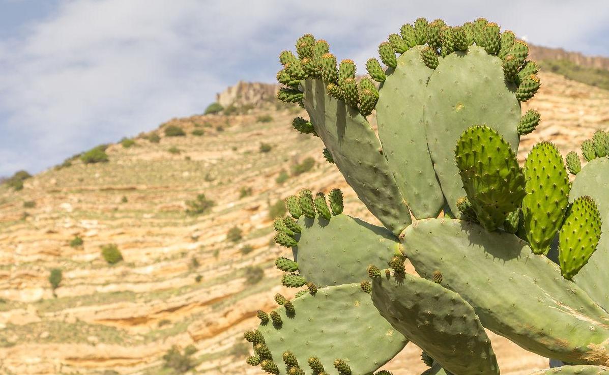 How long can a cactus live without water? You will know after reading