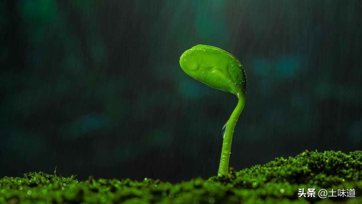 Endless Topics──Impressions from Mr. Guanghui's "Selling Life" iNEWS