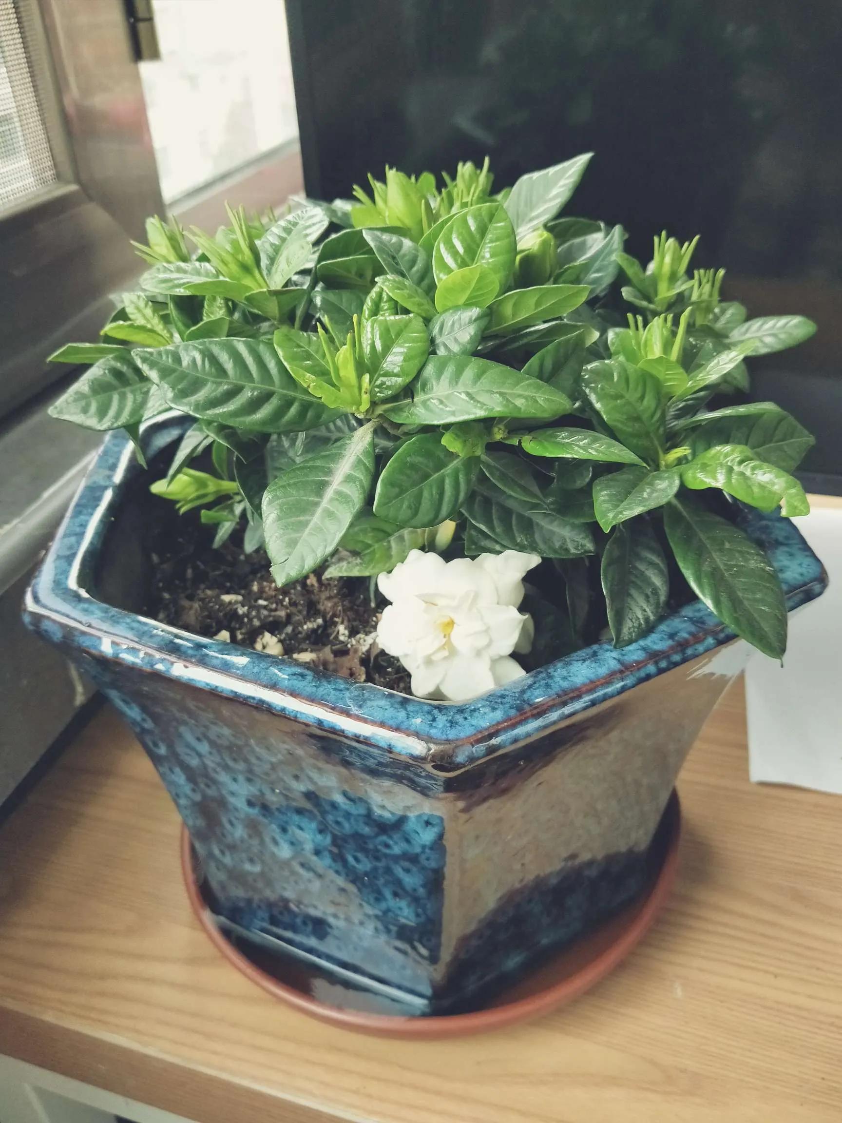 Ms. Han Xue's video review - iNEWS