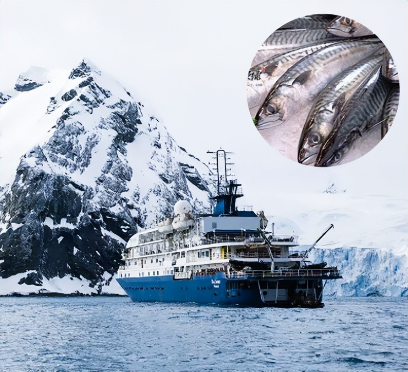 The unique mackerel from the Norwegian waters of the Atlantic Ocean
