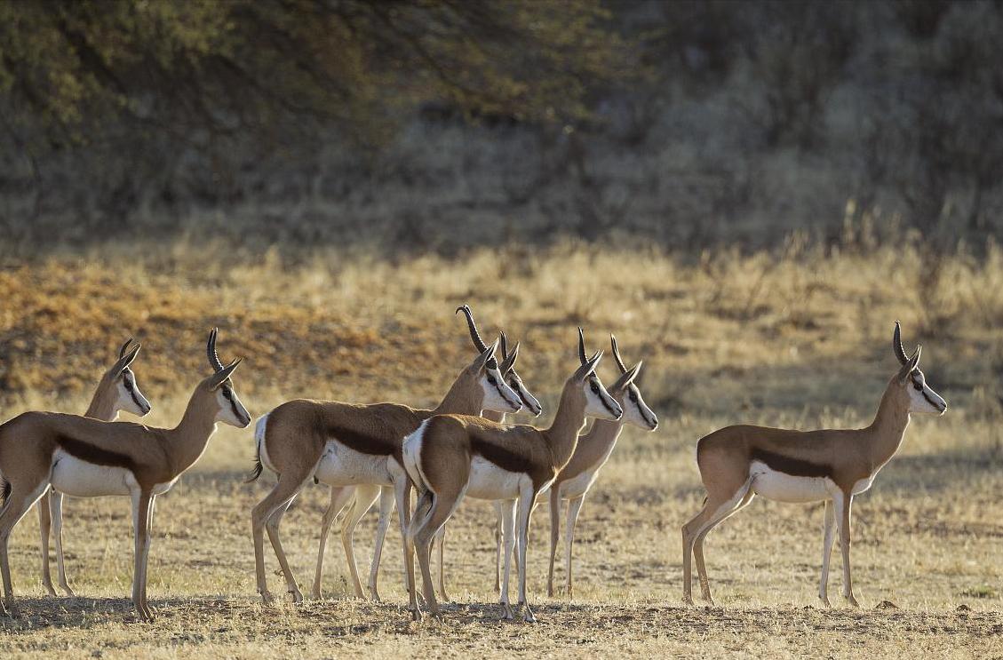 3 antelopes were forced into a corner!There is a cliff in front and a