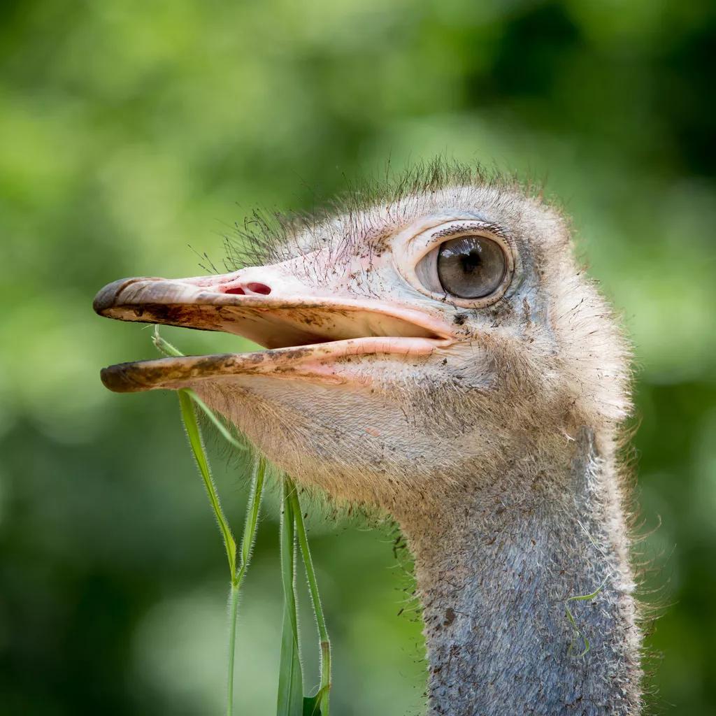 so amazing! An ostrich's eyes are bigger than its head iMedia