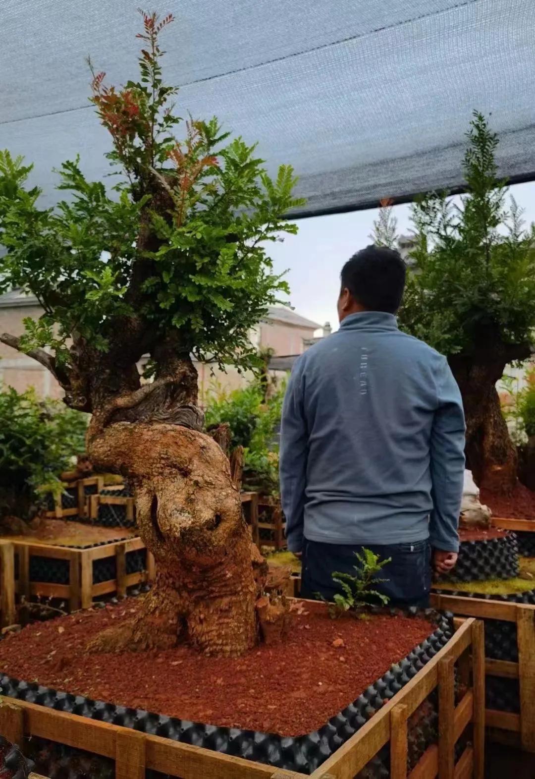 Authentic fragrant wood, repellent insects and mosquitoes iNEWS