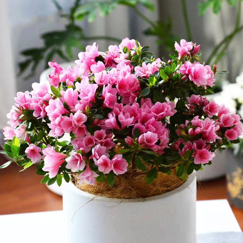 When growing flowers in autumn, do not blindly fertilize in 4