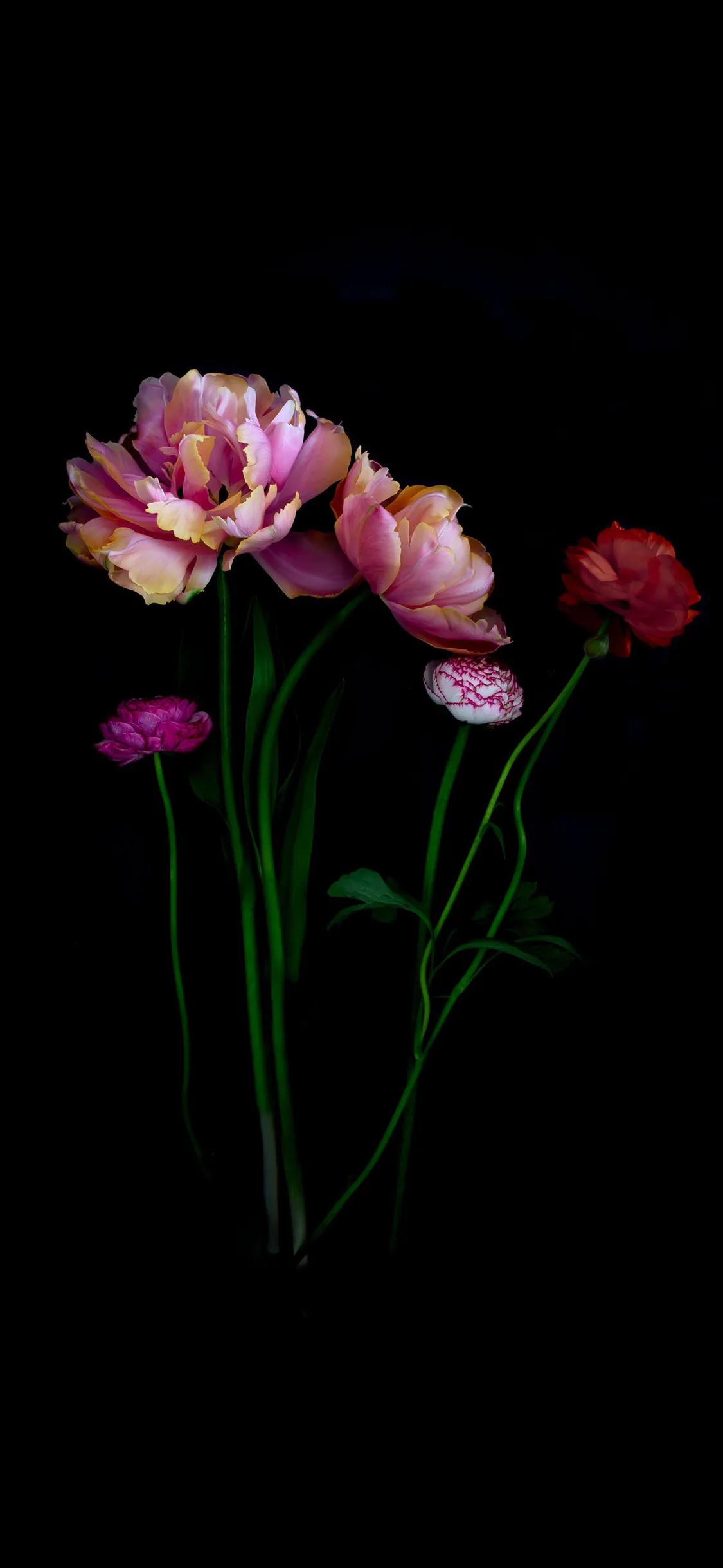 flowers in the dark iMedia