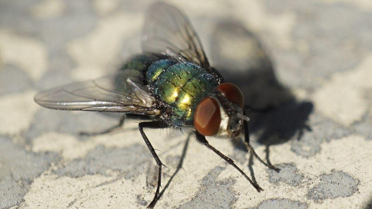 How far can flies smell? Why do flies have such a sensitive sense of