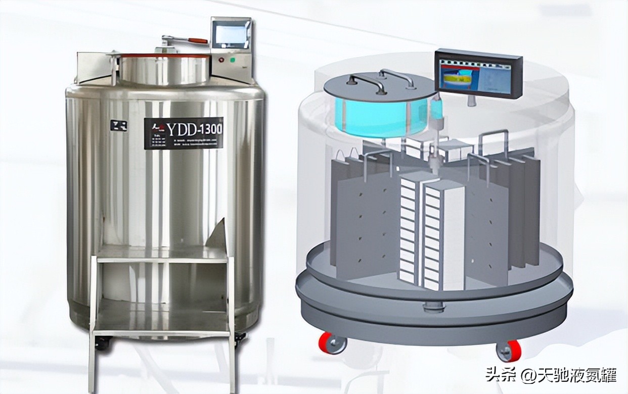 Can animal cells be stored in a gasphase liquid nitrogen tank for a