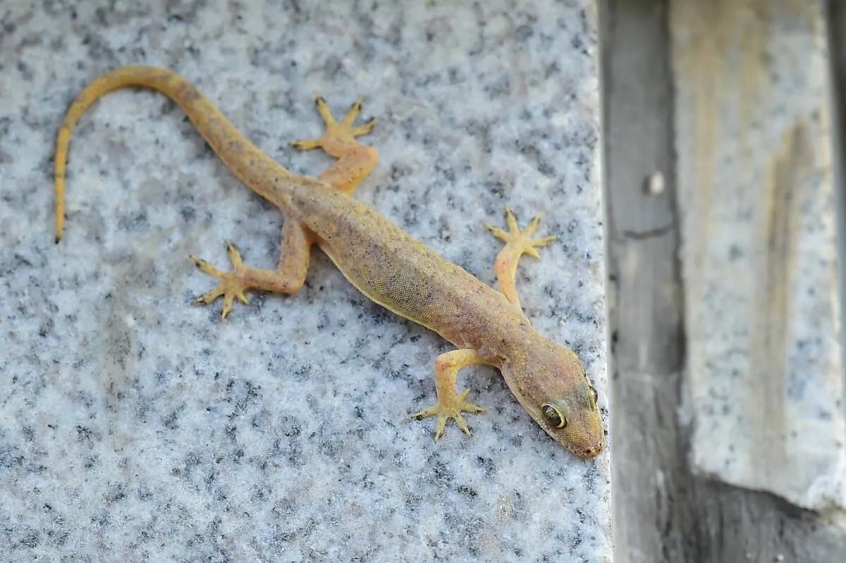 Can a gecko climb on a wall and not fall off?Has anyone ever been
