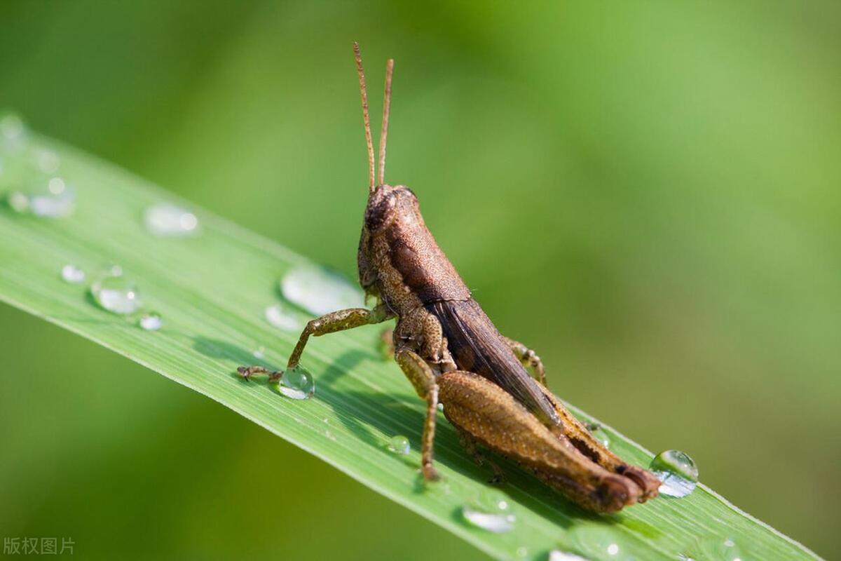 Why do grasshoppers vomit blood when caught? What happened to the ...