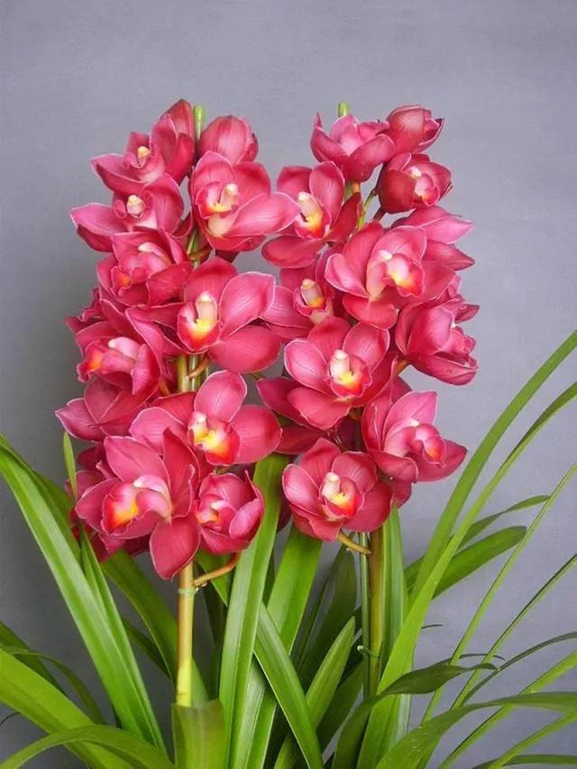 Selected Poems by Cao Wenyou - iMedia