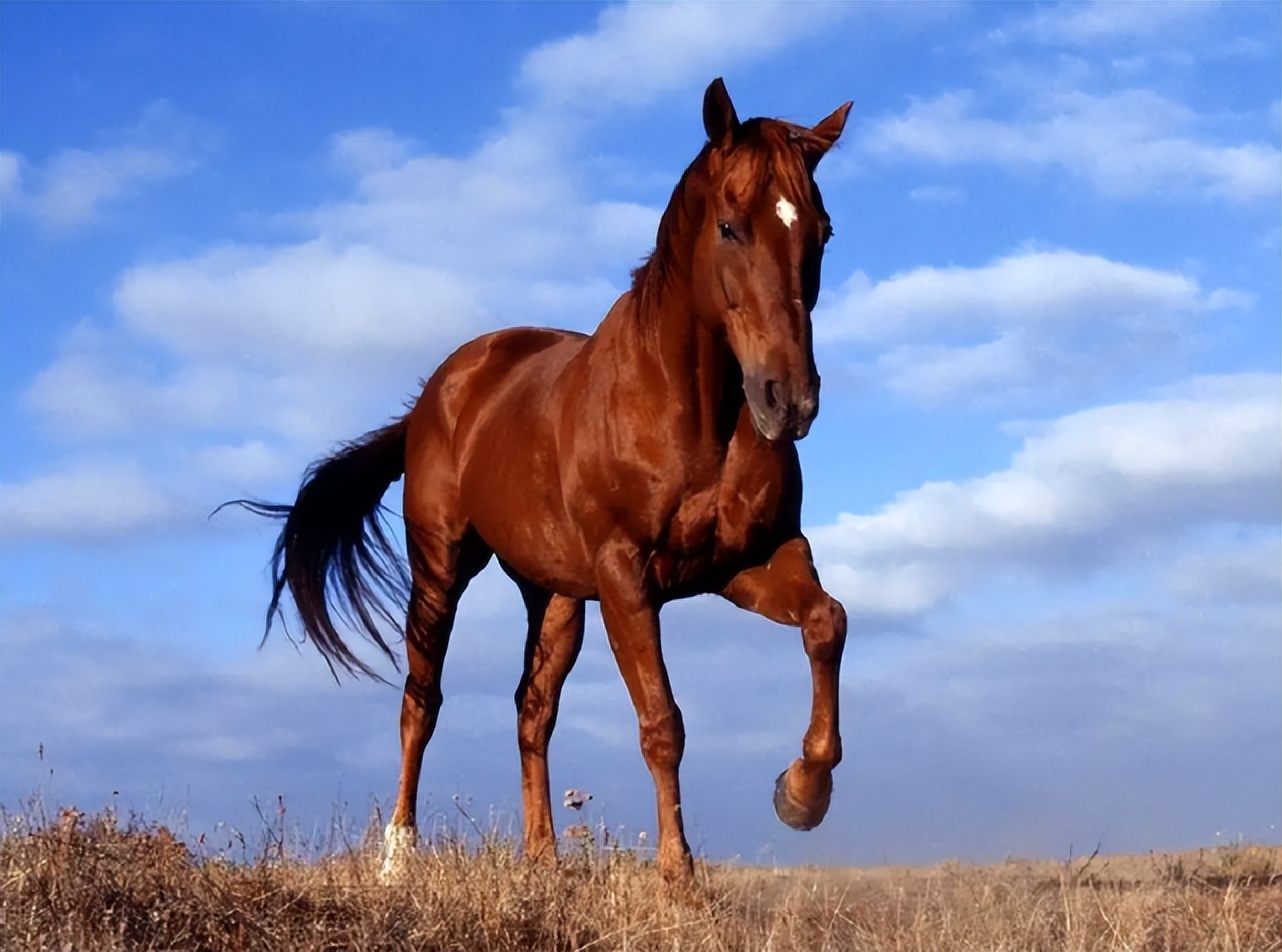 Horse meat is delicious. Every year, 4.7 million horses are slaughtered ...