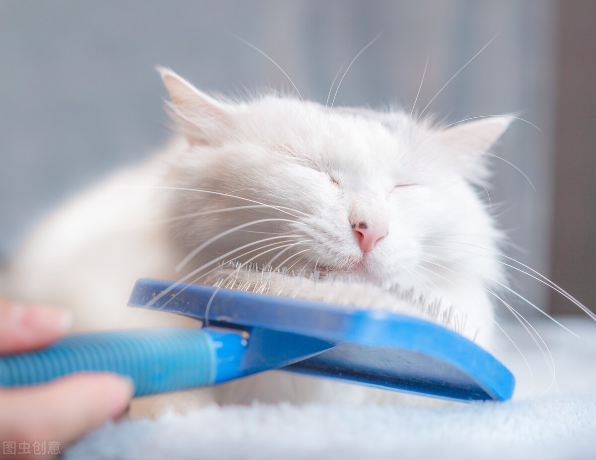 Can cat hairball disease heal on its own? iNEWS
