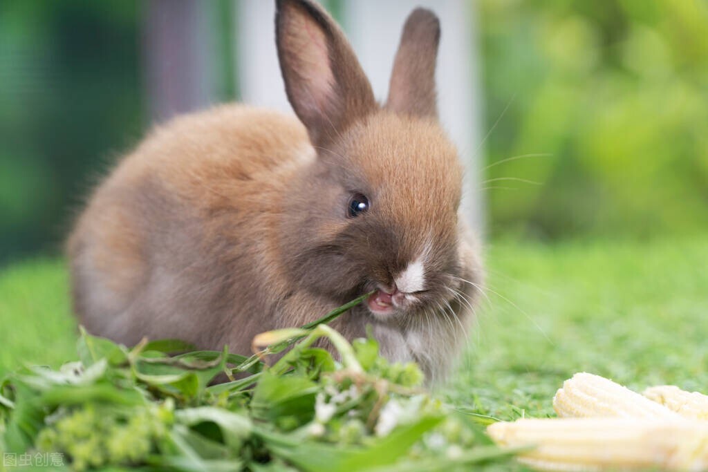 Is rabbit stomatitis contagious to humans? iNEWS