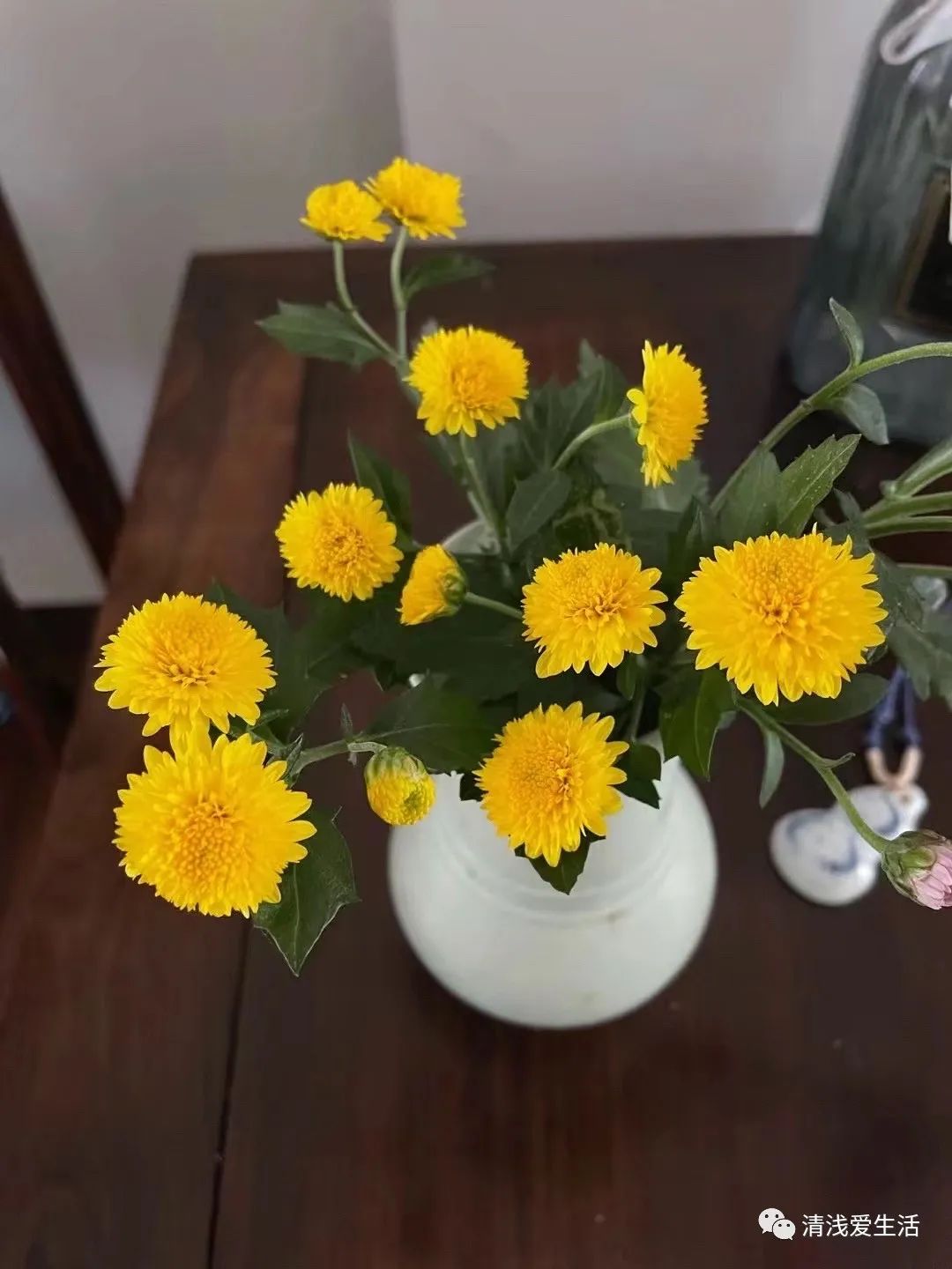 Chrysanthemum cuttings are simple and have a high survival rate iNEWS