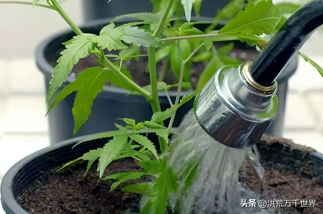 How long does it take for nutrient soil to fertilize iNEWS