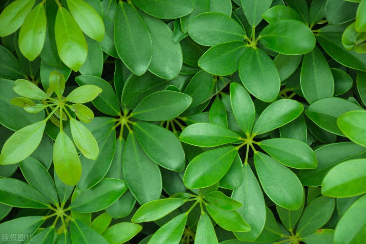 Do plants get sick too? The reason turned out to be iNEWS