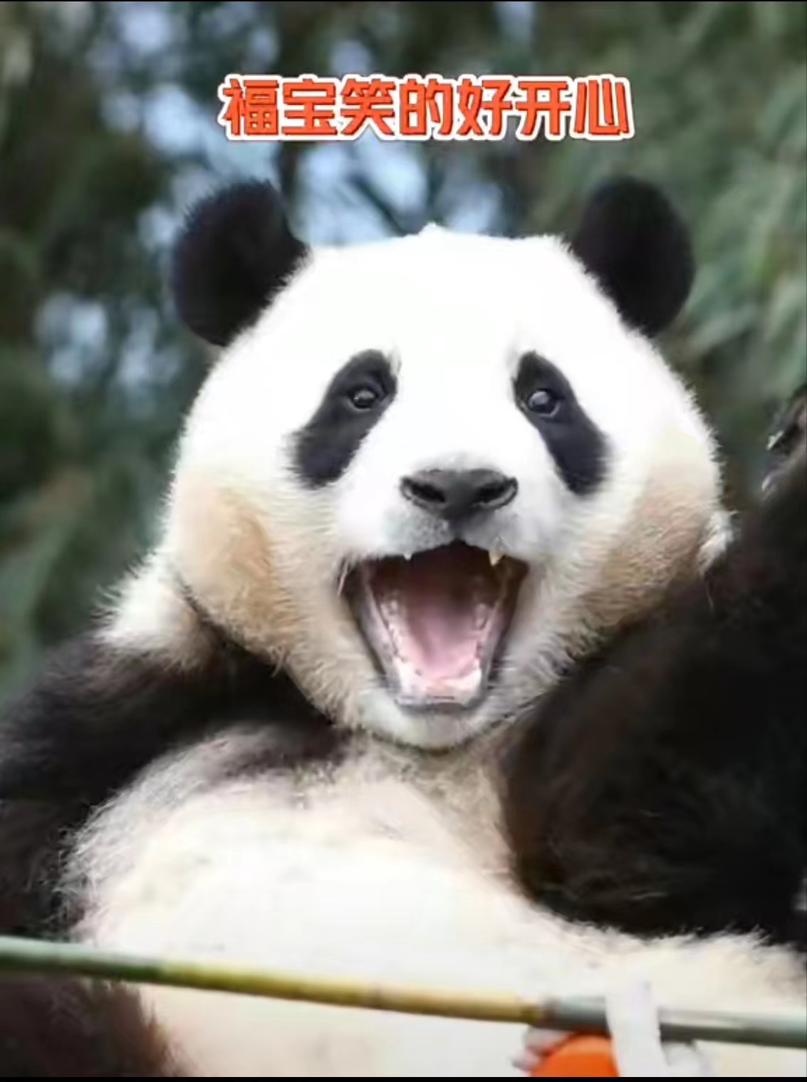 The giant panda “Fubao” in South Korea successfully renewed its