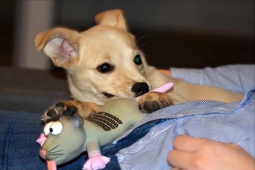 6 Reasons Why Dogs "Nip" You iNEWS