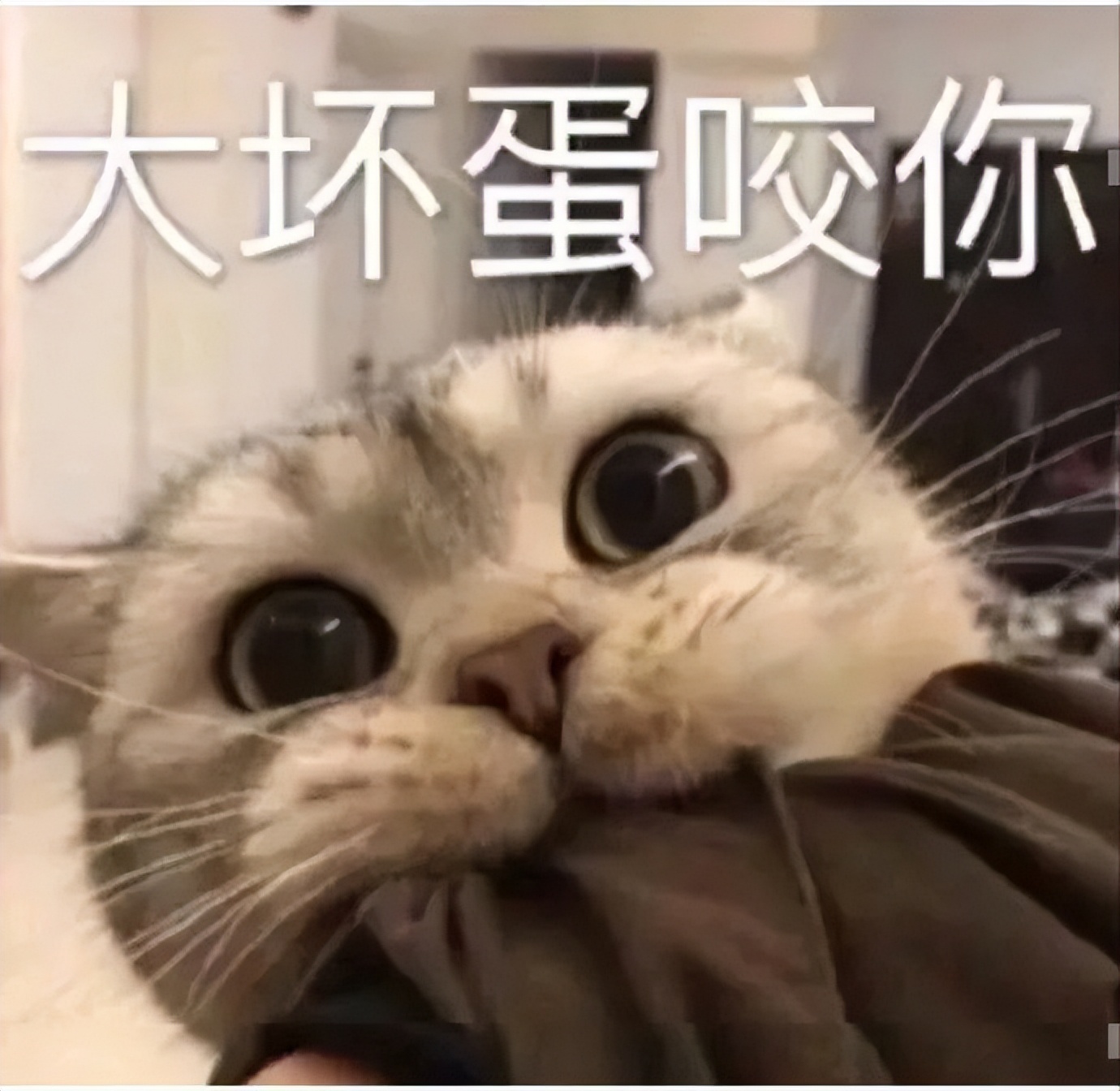 Why do cats bite their owners hands and feet i don t know it s a