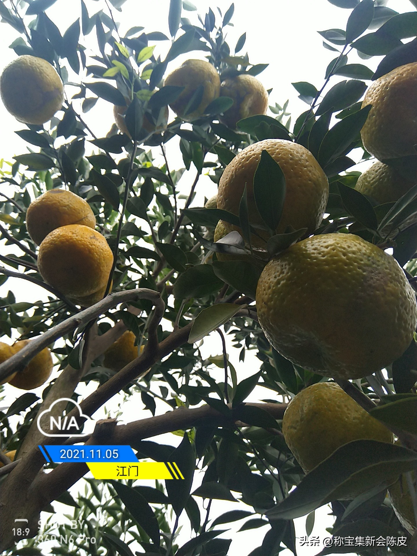 What is the best tangerine peel made of orange peel? Tea branch