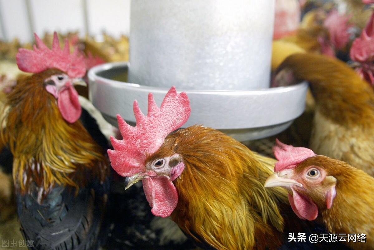 What are the correct ways to give medicine to chickens? iNEWS