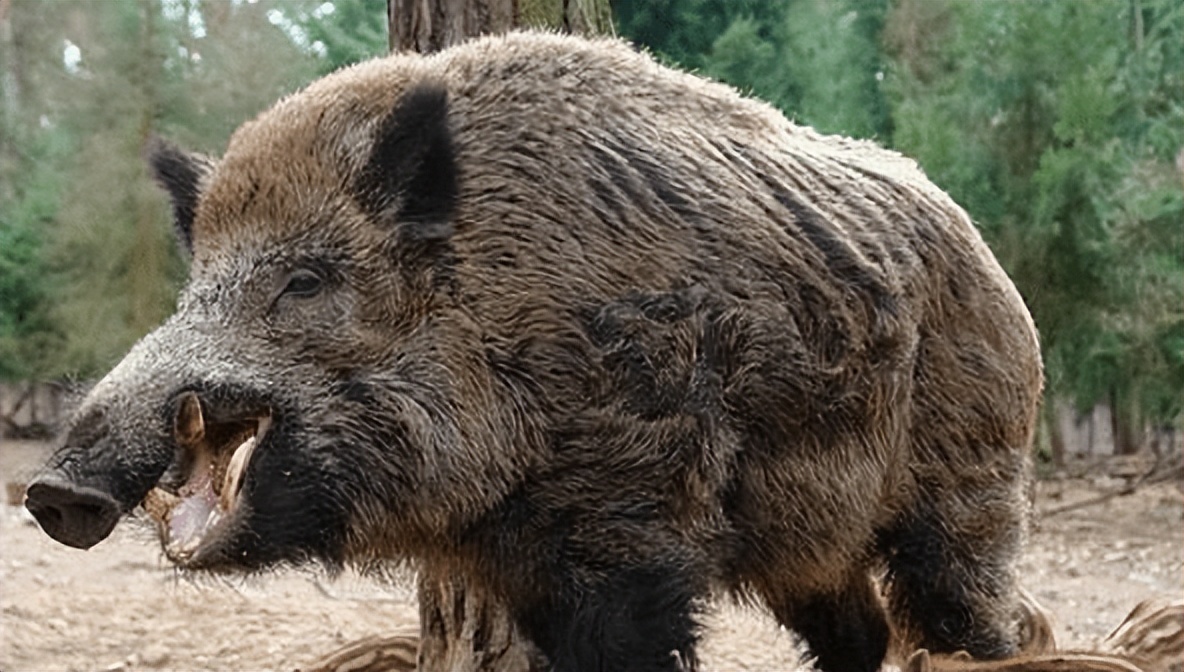 How strong are the 10 most ferocious wild boars? Ferocious Indian wild ...