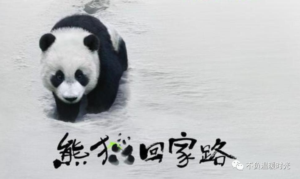 Giant Panda Yeye, Meidudu's Panda Mother - iNEWS