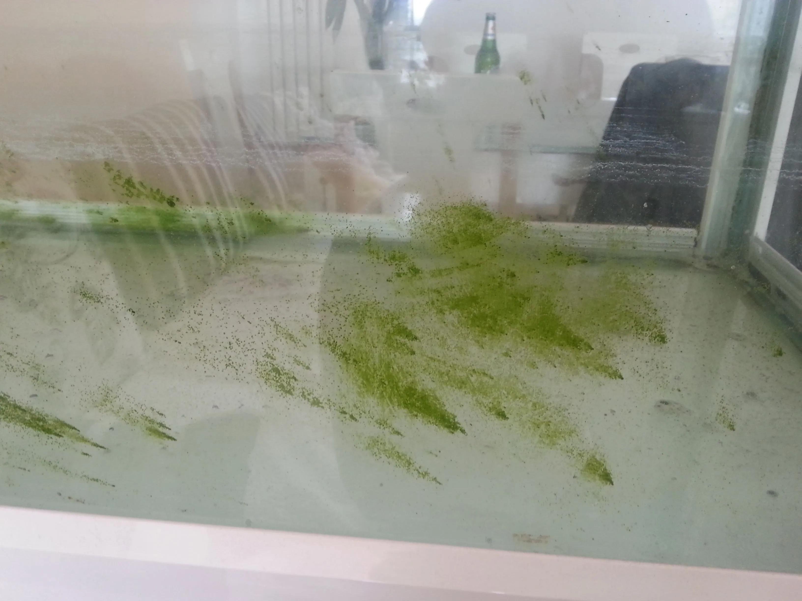 What to do if the fish tank is full of algae?How to Avoid Fish Tank