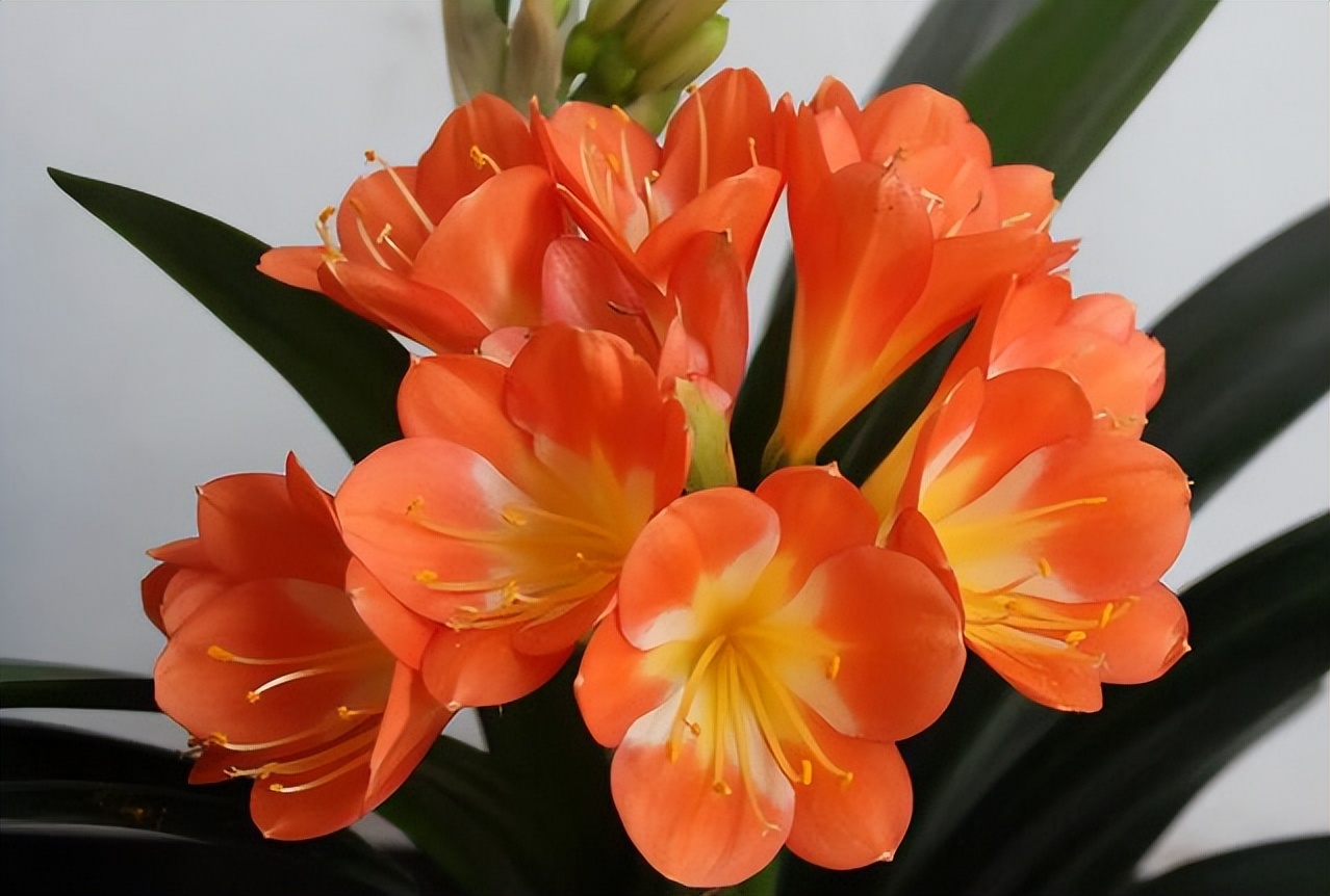 How to water Clivia in autumn?Proper watering, no rotten roots, no ...