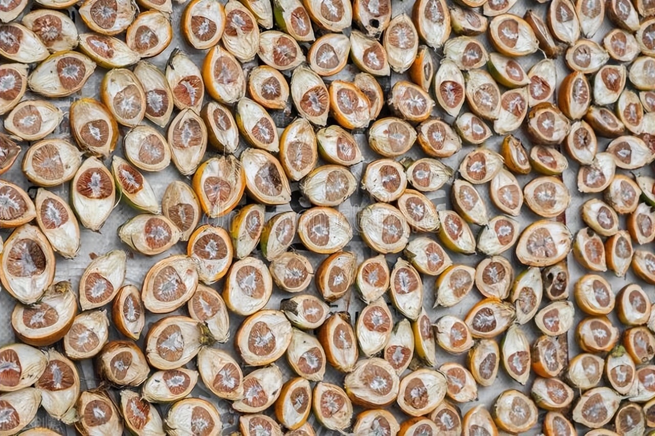 Can the harm caused by betel nut be repaired? Why is betel nut so