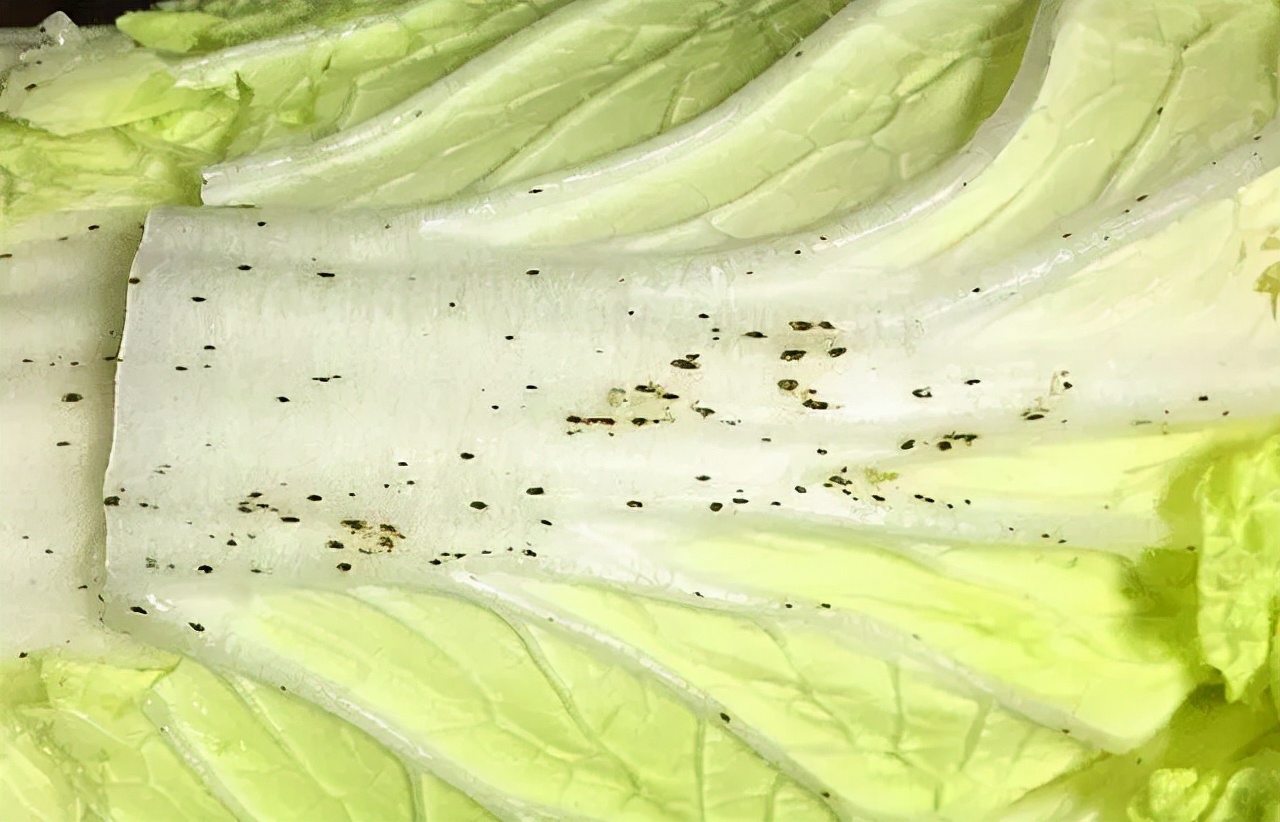 What are the "little black spots" on Chinese cabbage?Can you eat it?You