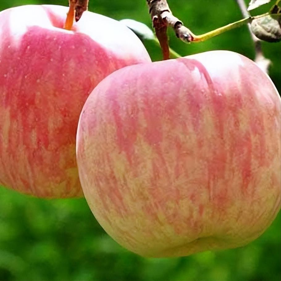 What trace elements are contained in apples to enhance memory? iNEWS