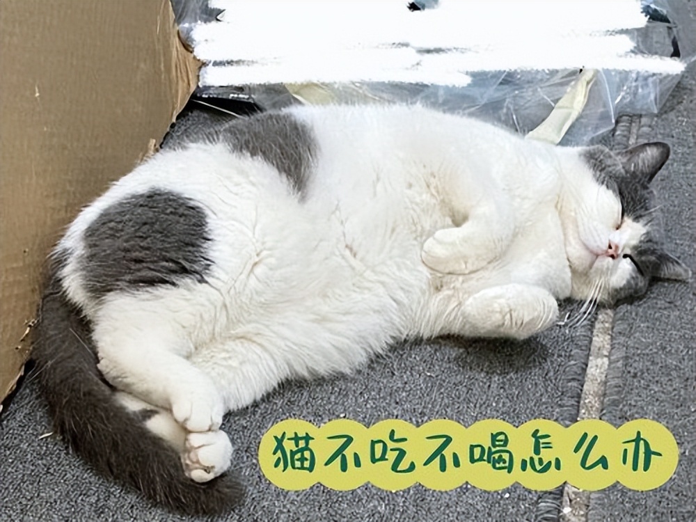 Why do cats not eat or drink? Why do cats refuse to eat and drink? iNEWS