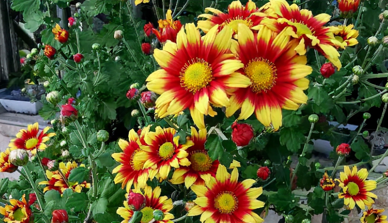 These 4 kinds of common garbage are suitable for growing flowers iNEWS