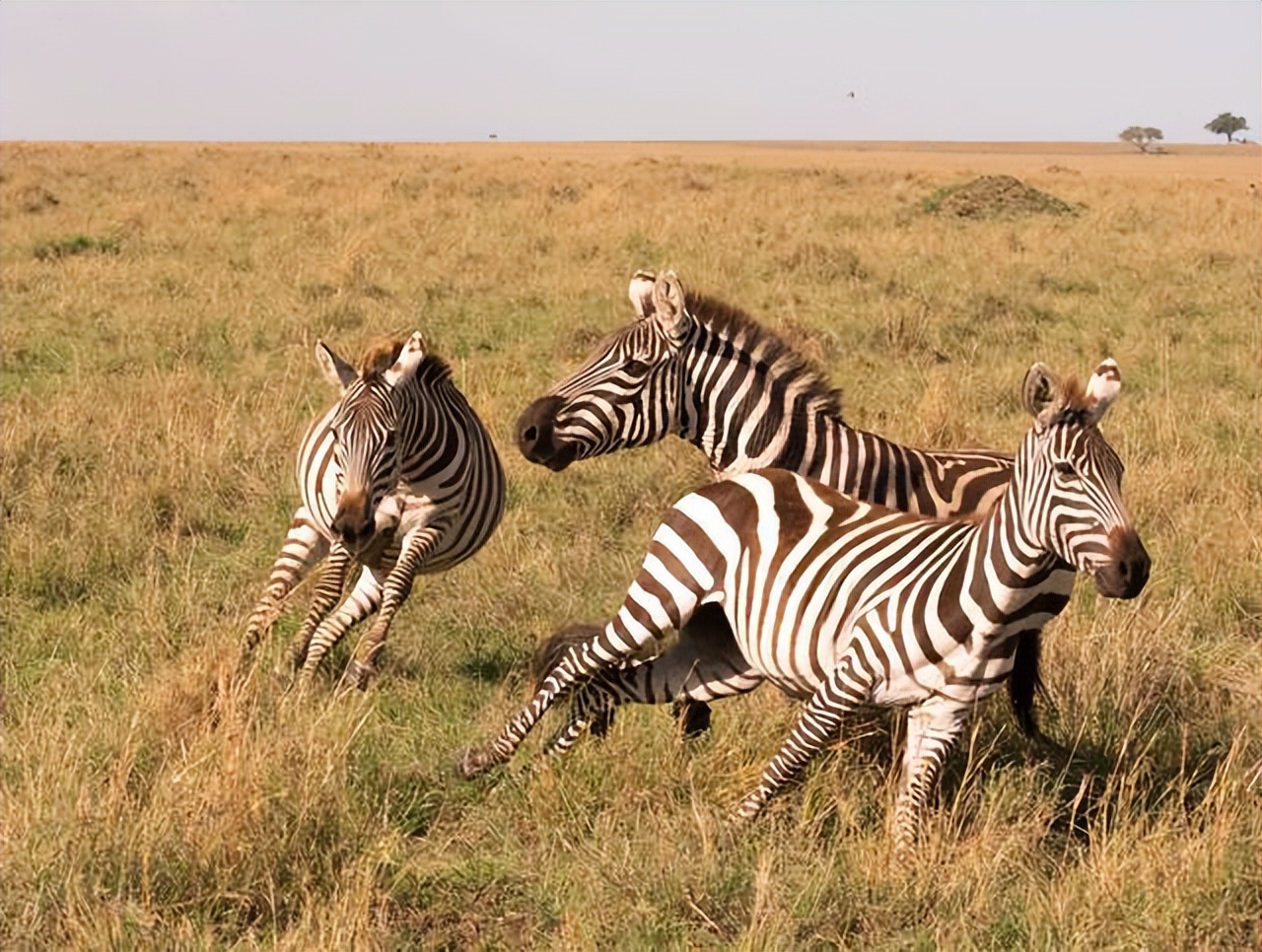 A zebra who will take advantage of the situation - iMedia