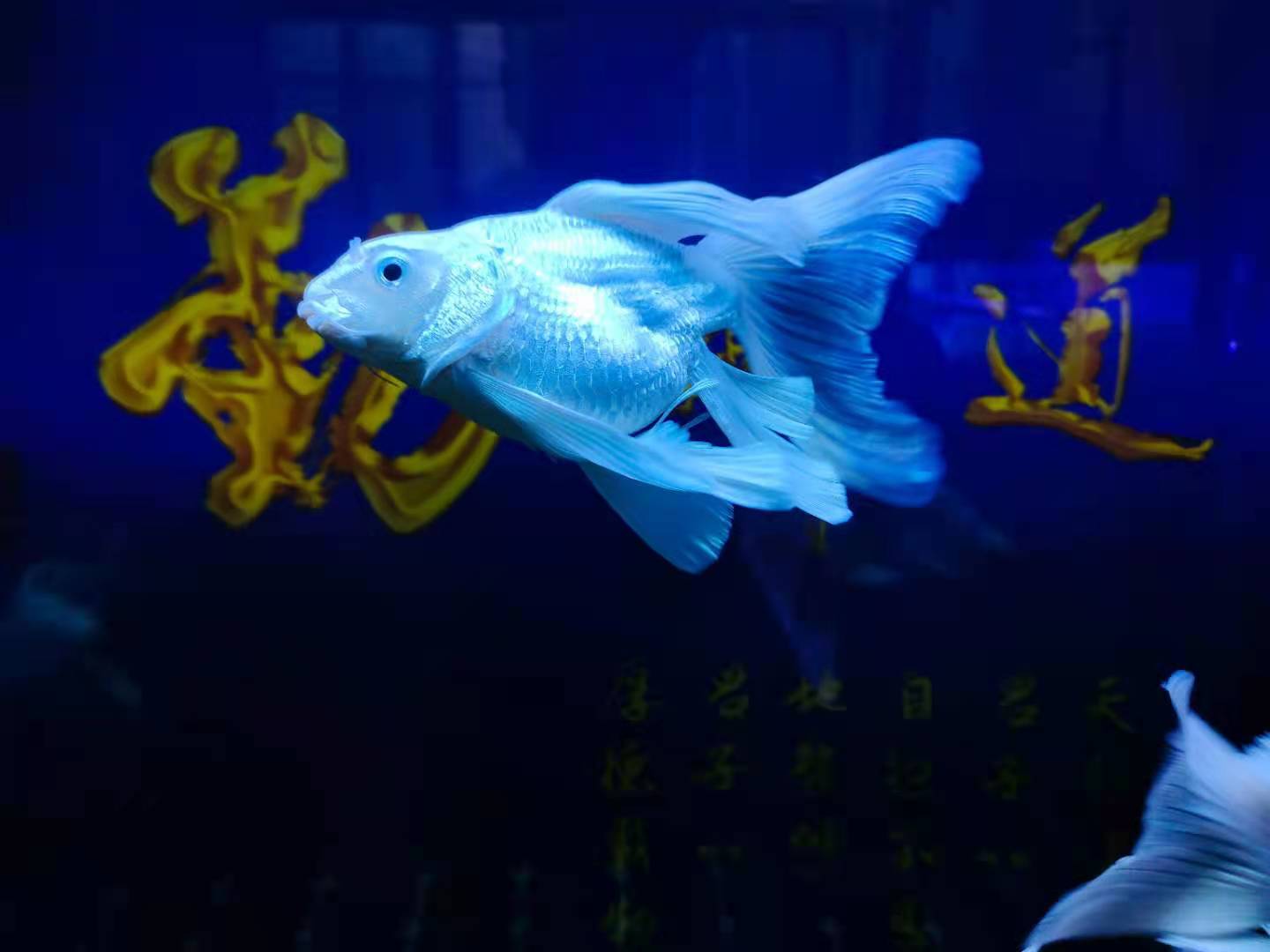 The problem of frequent red blood streaks in ornamental fish, how ...