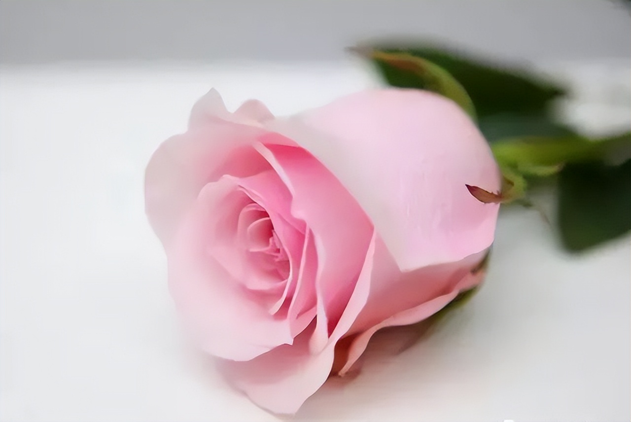 100 popular rose varieties, do you know them all? iNEWS