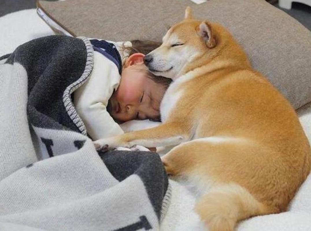 Dogs like to sleep next to your pillow, not because they love you, but