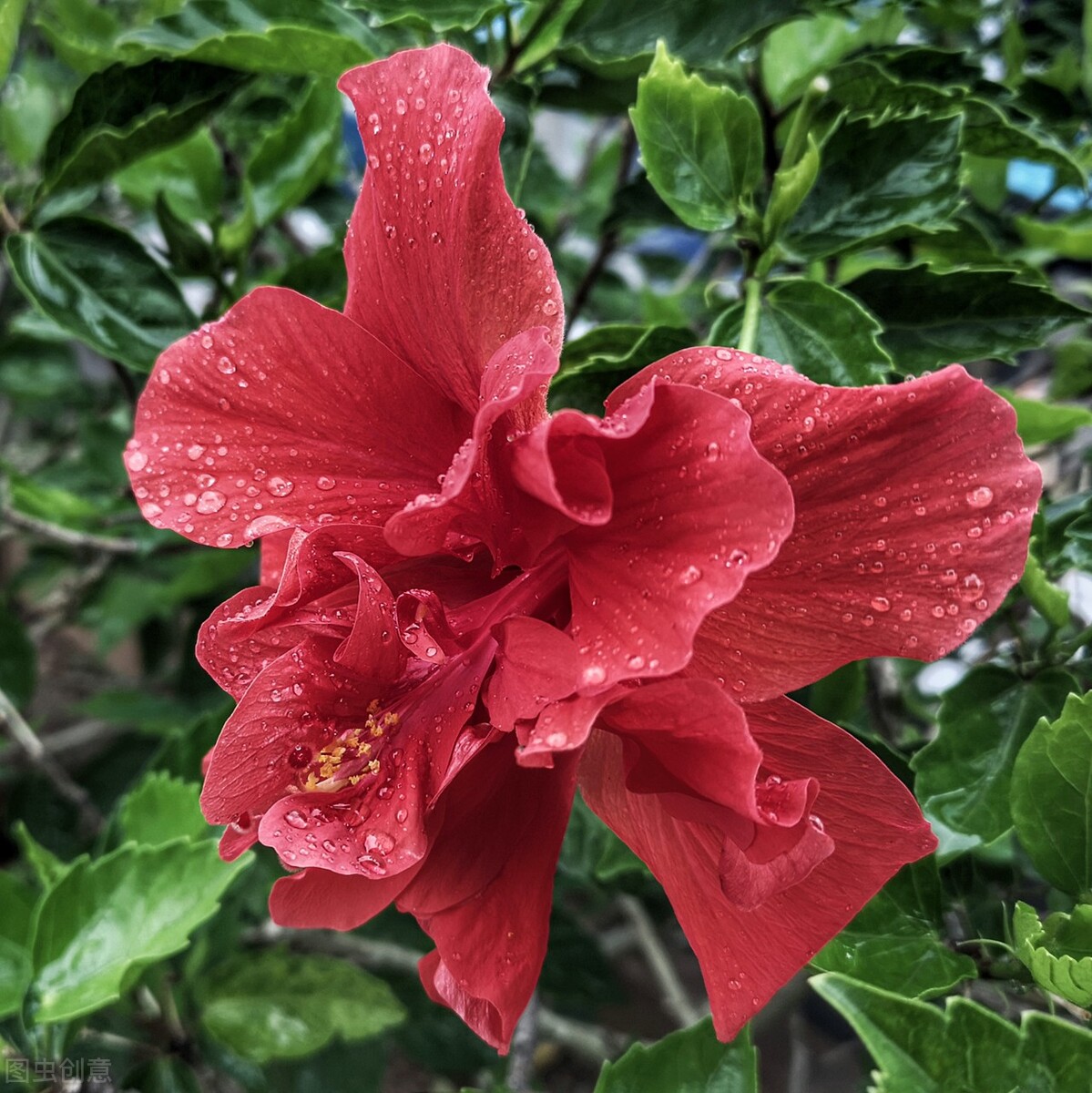 How to prevent buds from falling and falling leaves in autumn and