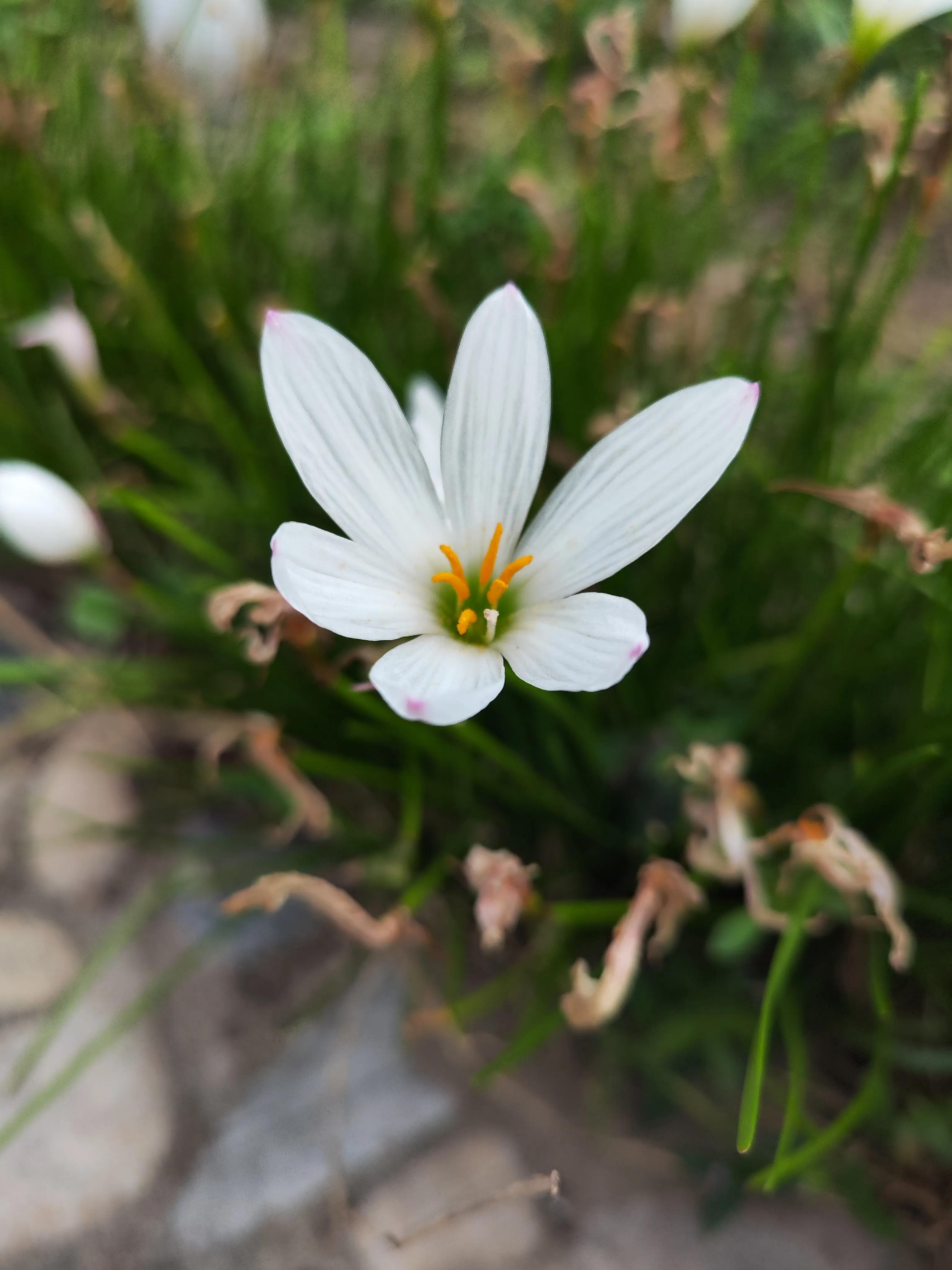 One flower a day · Onion lotus iNEWS