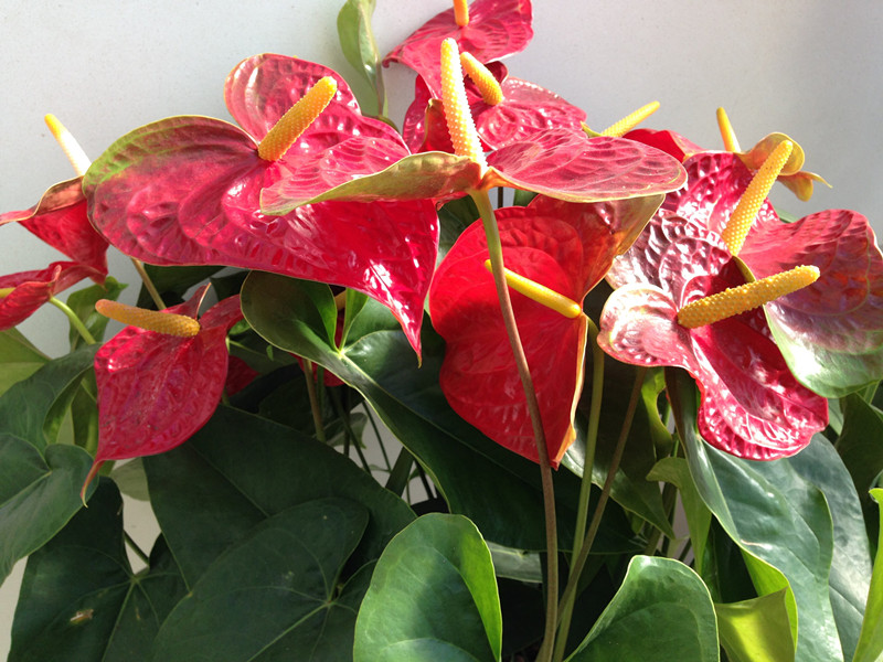 What kind of flowers are good for a friend to move to a new house?6