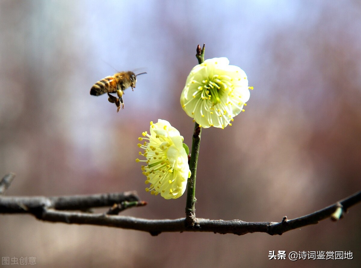 李清照4首写早春景色的词 情景交融 堪称一绝 值得一读 资讯咖