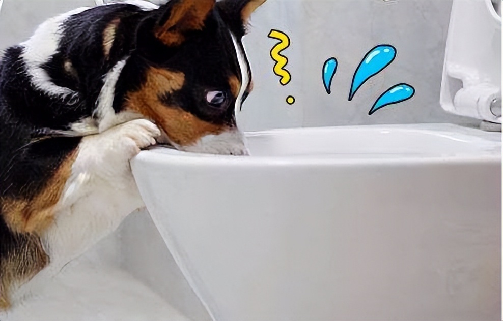Why do dogs like to drink toilet water, in fact, there are these
