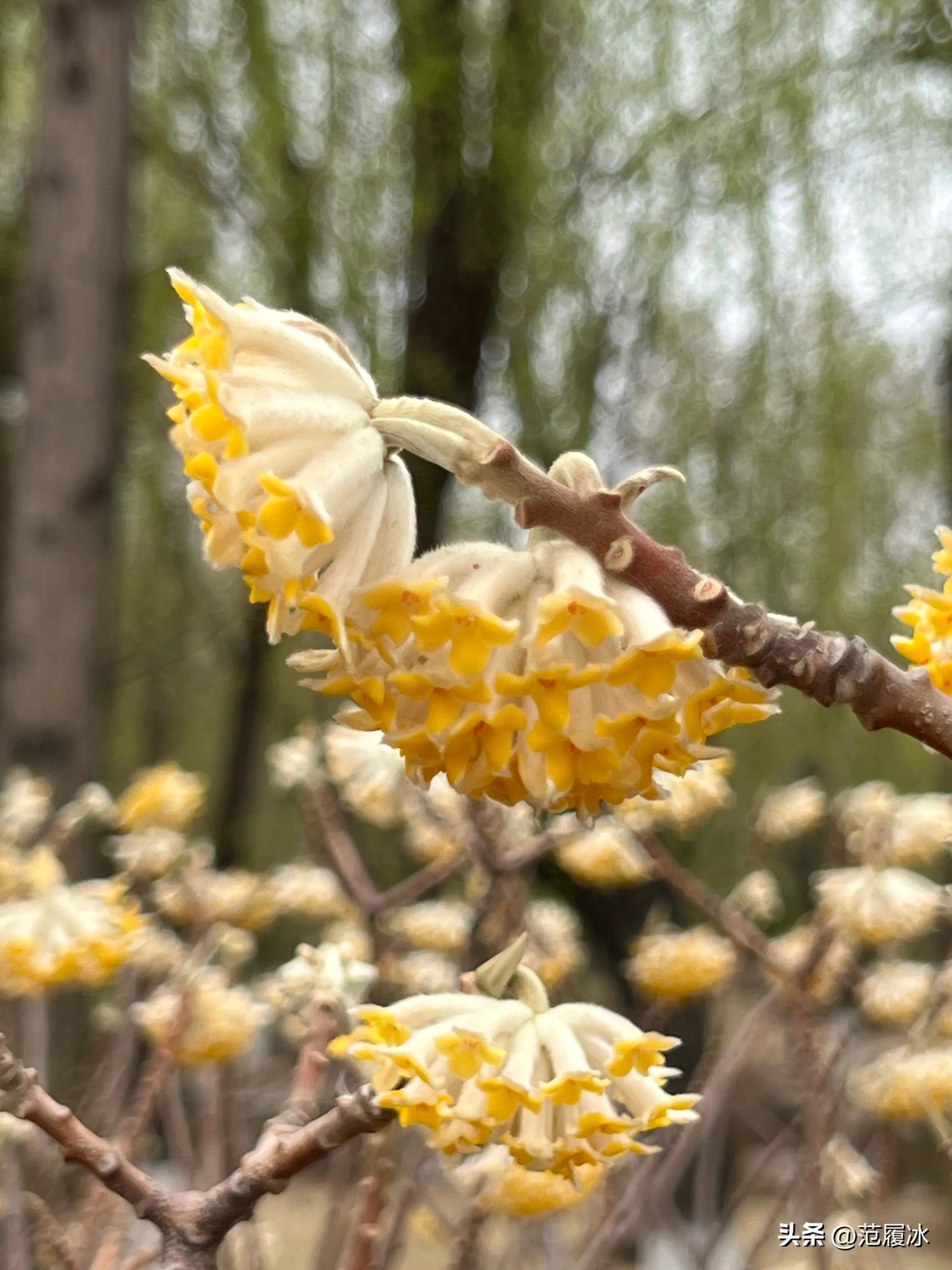 It can a flower that wraps around fingers softly, and it is a