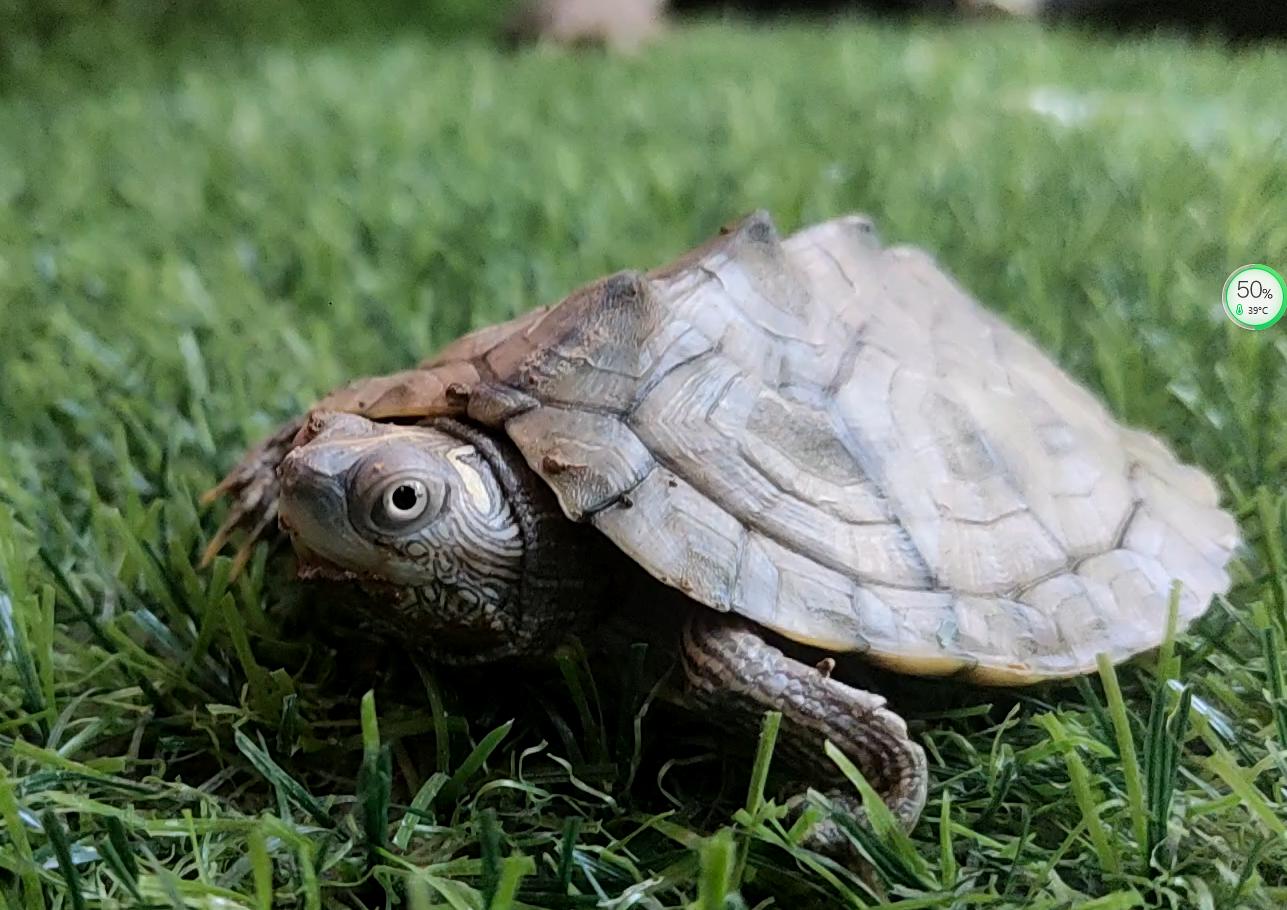 When do map turtles usually molt? - iNEWS