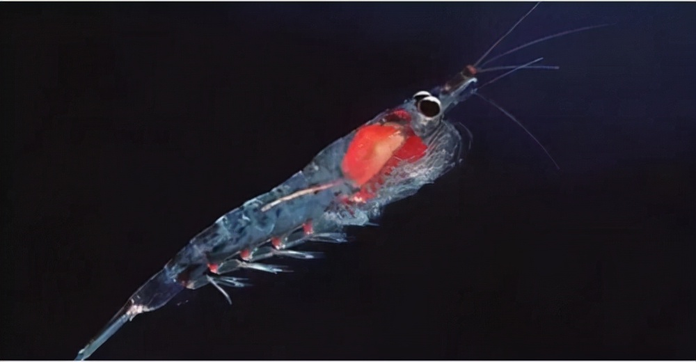 Both are Omega3s, why is krill oil better than fish oil? iNEWS