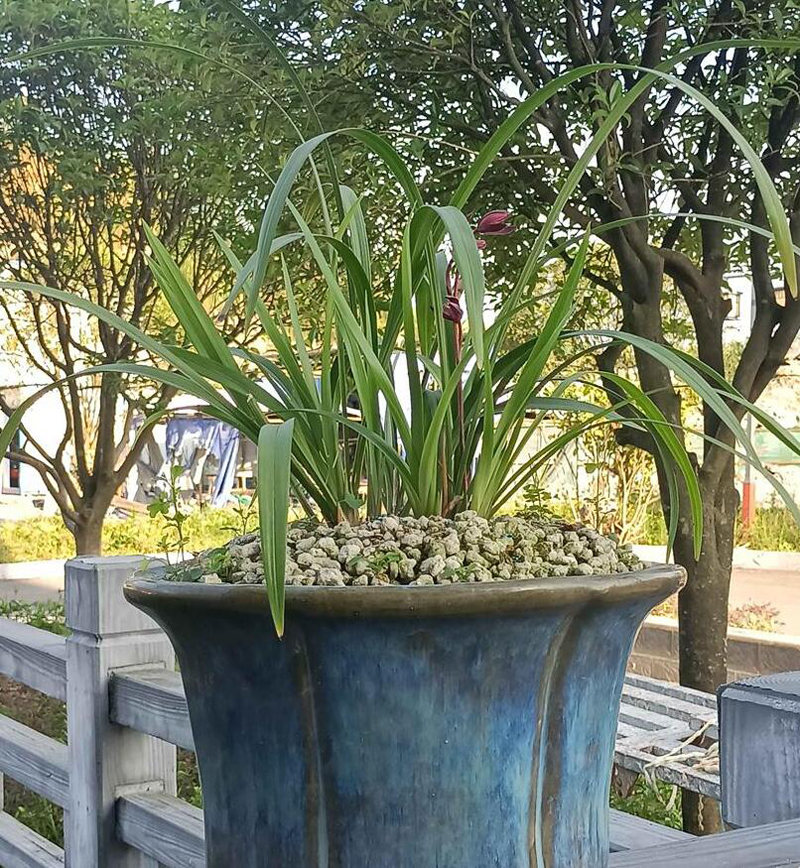 Reasons why orchid buds turn black, shrink, and fall off iNEWS