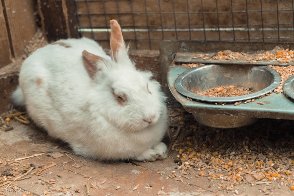 Do rabbits lose their appetite when they have a cold? iNEWS