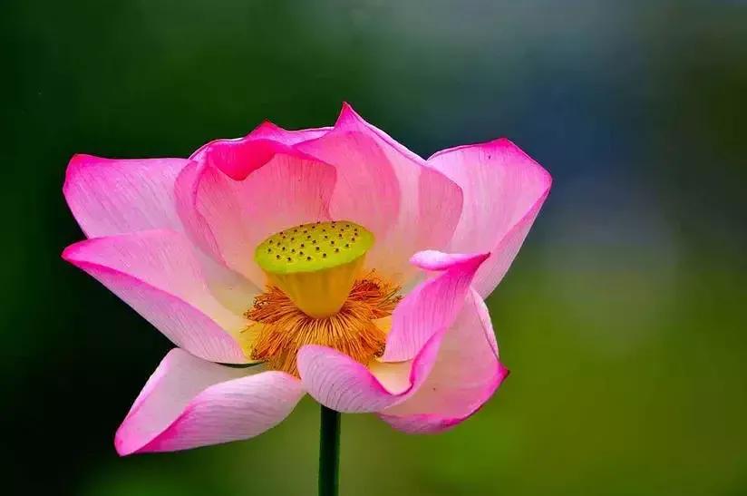 Tao Te Ching: The Good and Bad for the Army - iNEWS